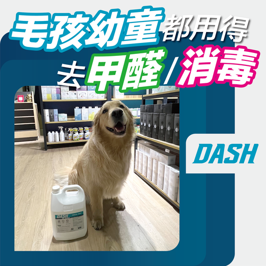 給毛孩幼童一個健康舒適的家 - DASH專業去甲醛公司